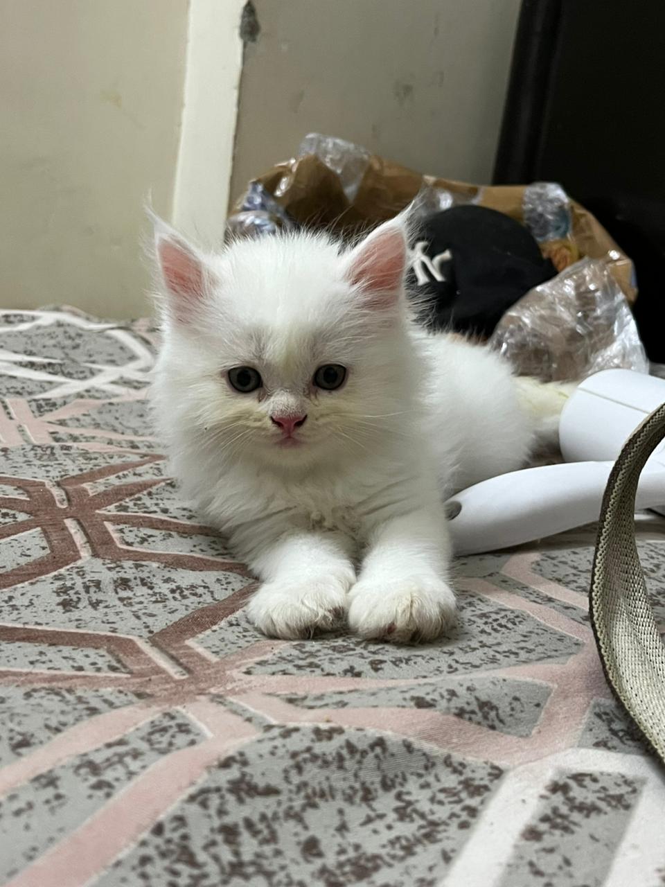 Persian Kitten