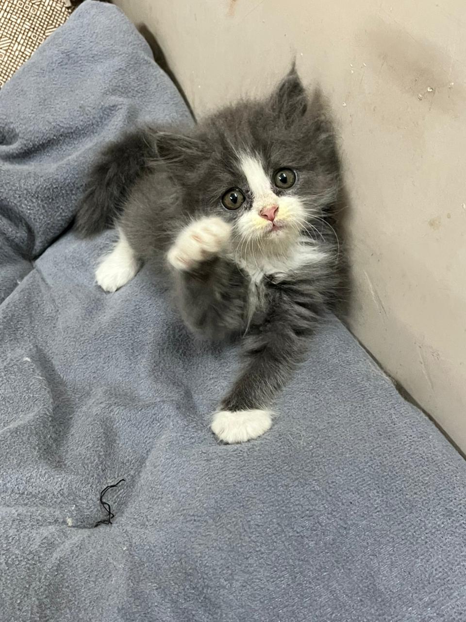 Semi-Punch Persian Kitten