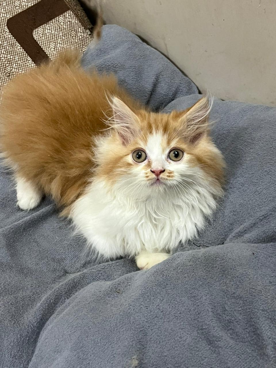 Punch Face Persian Kitten