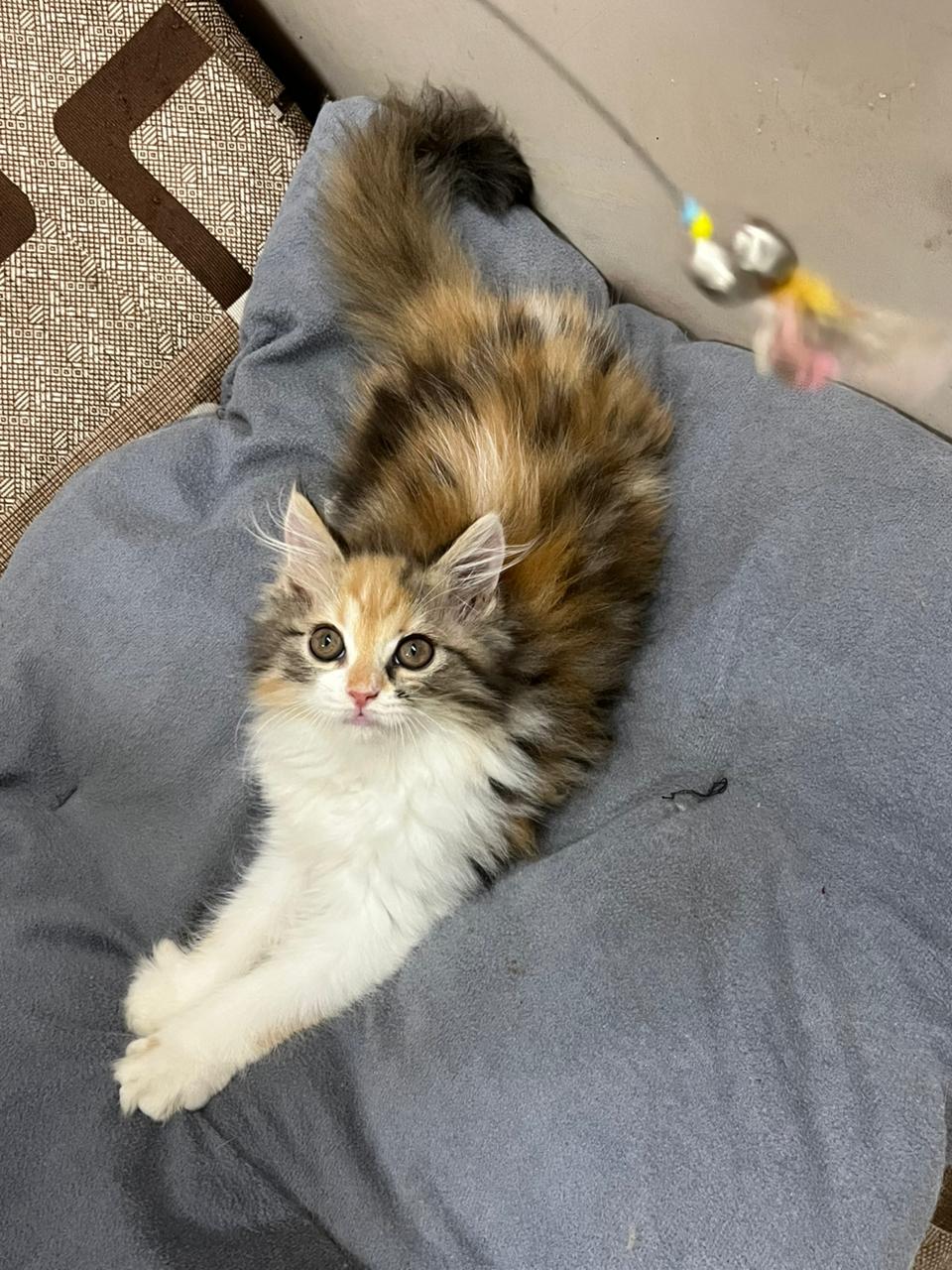 Pure White Persian Kitten