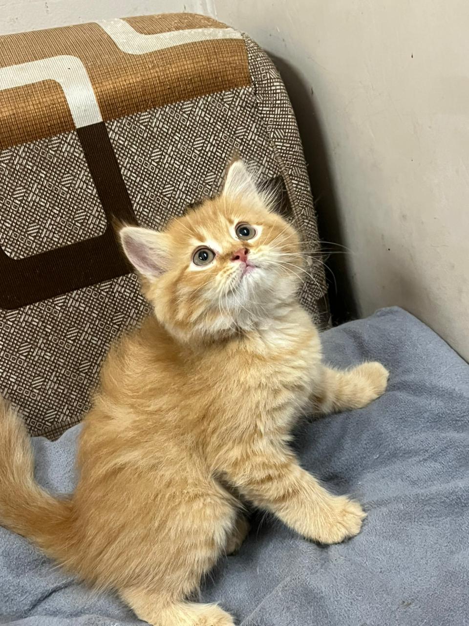 Persian Kitten