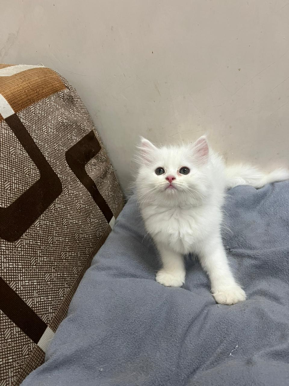 Persian Kitten