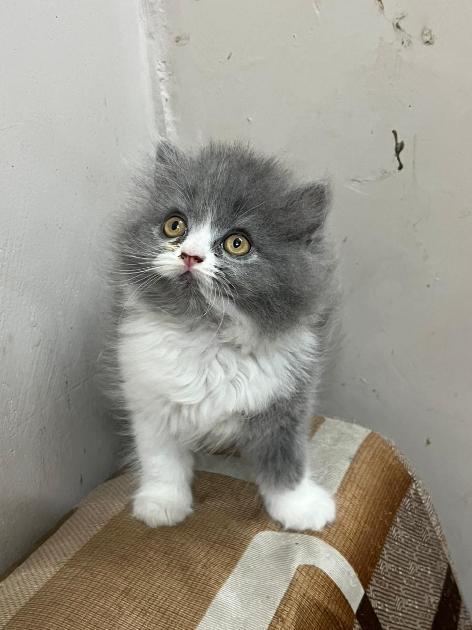 Bicolor Smudge Persian Kitten