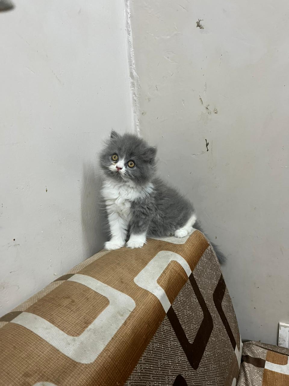 Persian Kitten