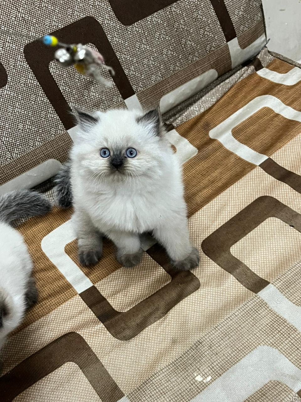 Himalayan Kitten