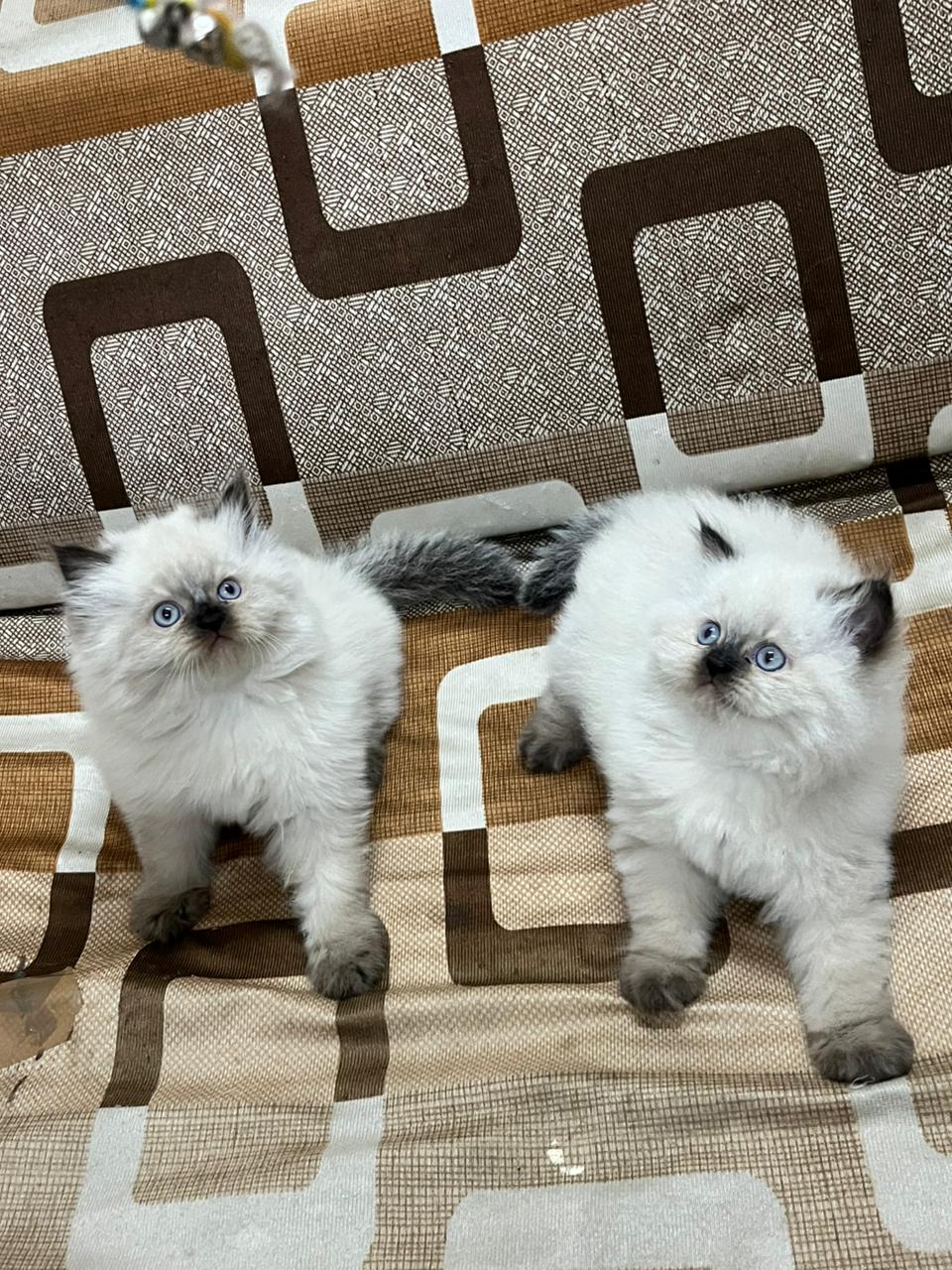 Pure Breed Kittens