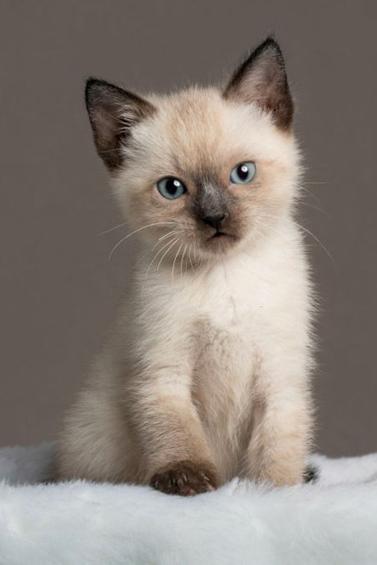 Siamese Kitten