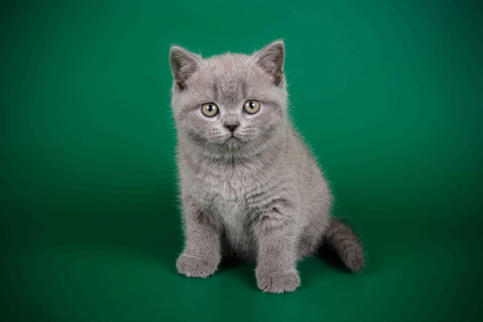 British Shorthair Kitten