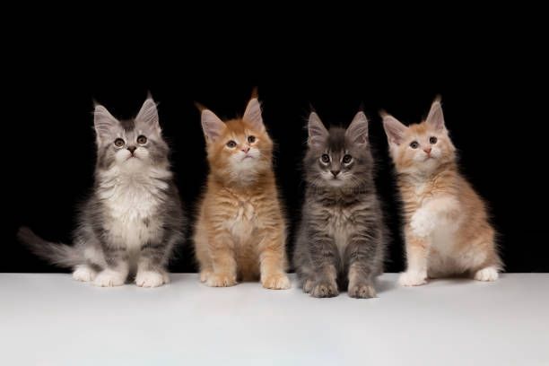 Maine Coon Kitten