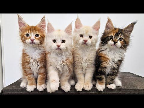 Maine Coon Kitten