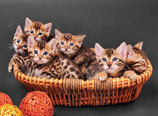 Bengal Kitten
