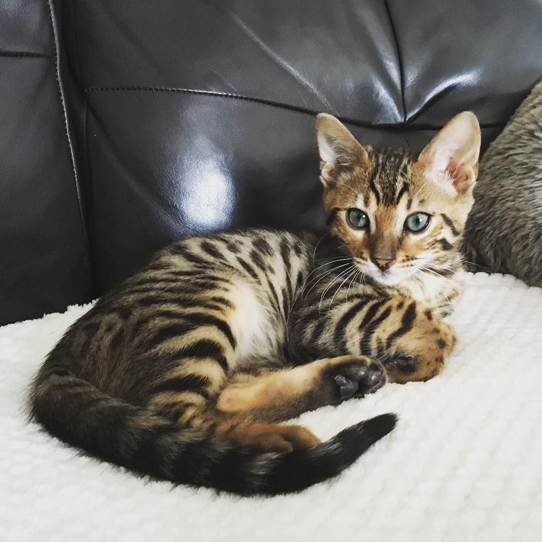 Bengal Kitten