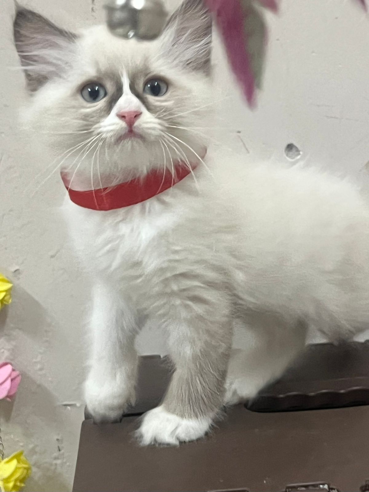 Blue-Eyed Ragdoll Kitten