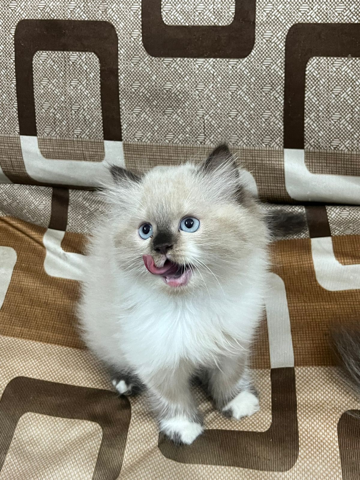 Ragdoll Kitten