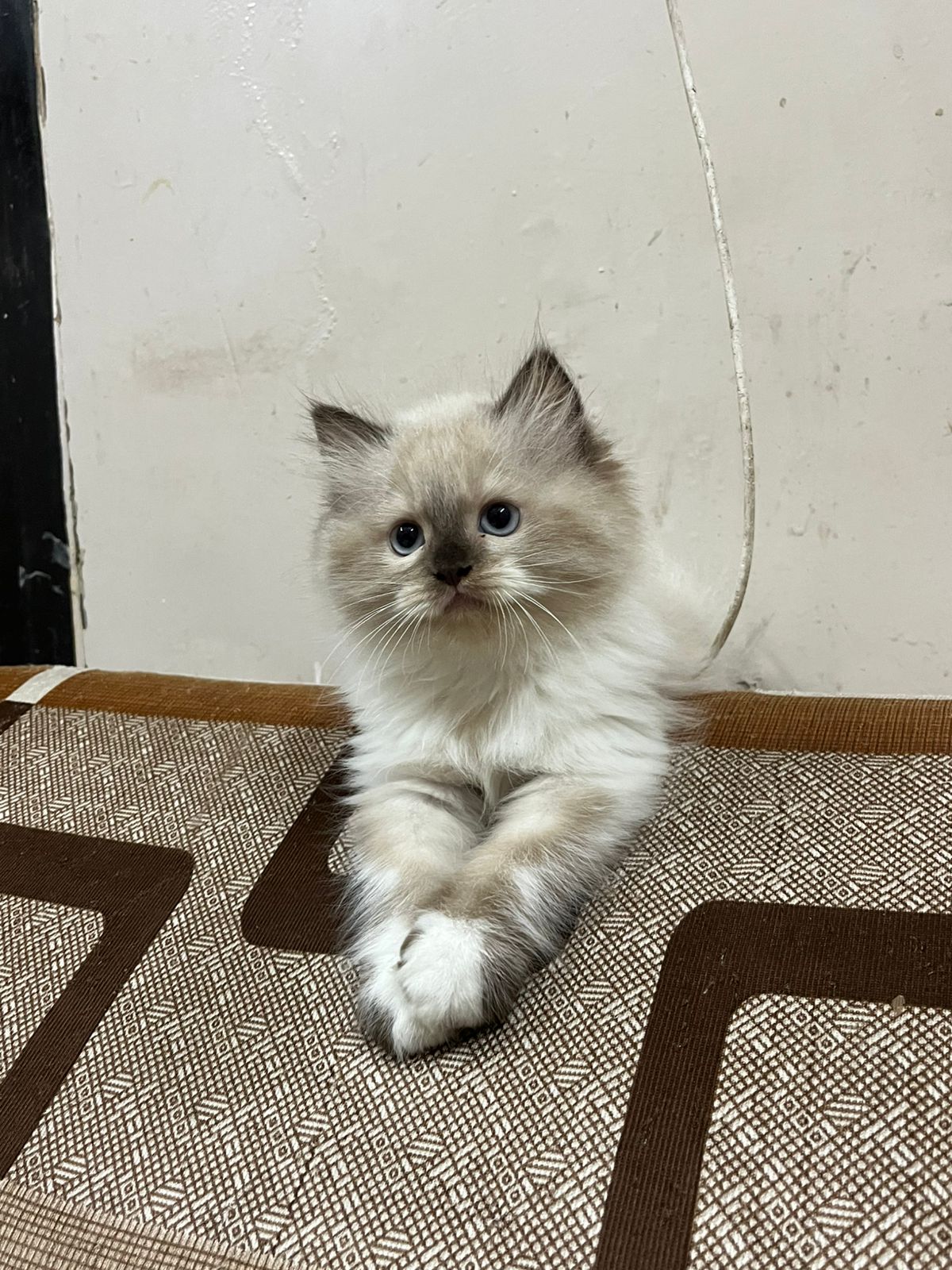 Ragdoll Kitten